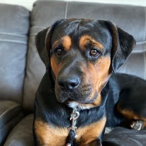 Meet your Posher, Dixon